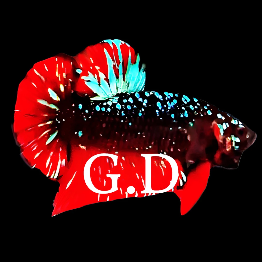 泰国斗鱼蓝牌1-100号精选巨斗