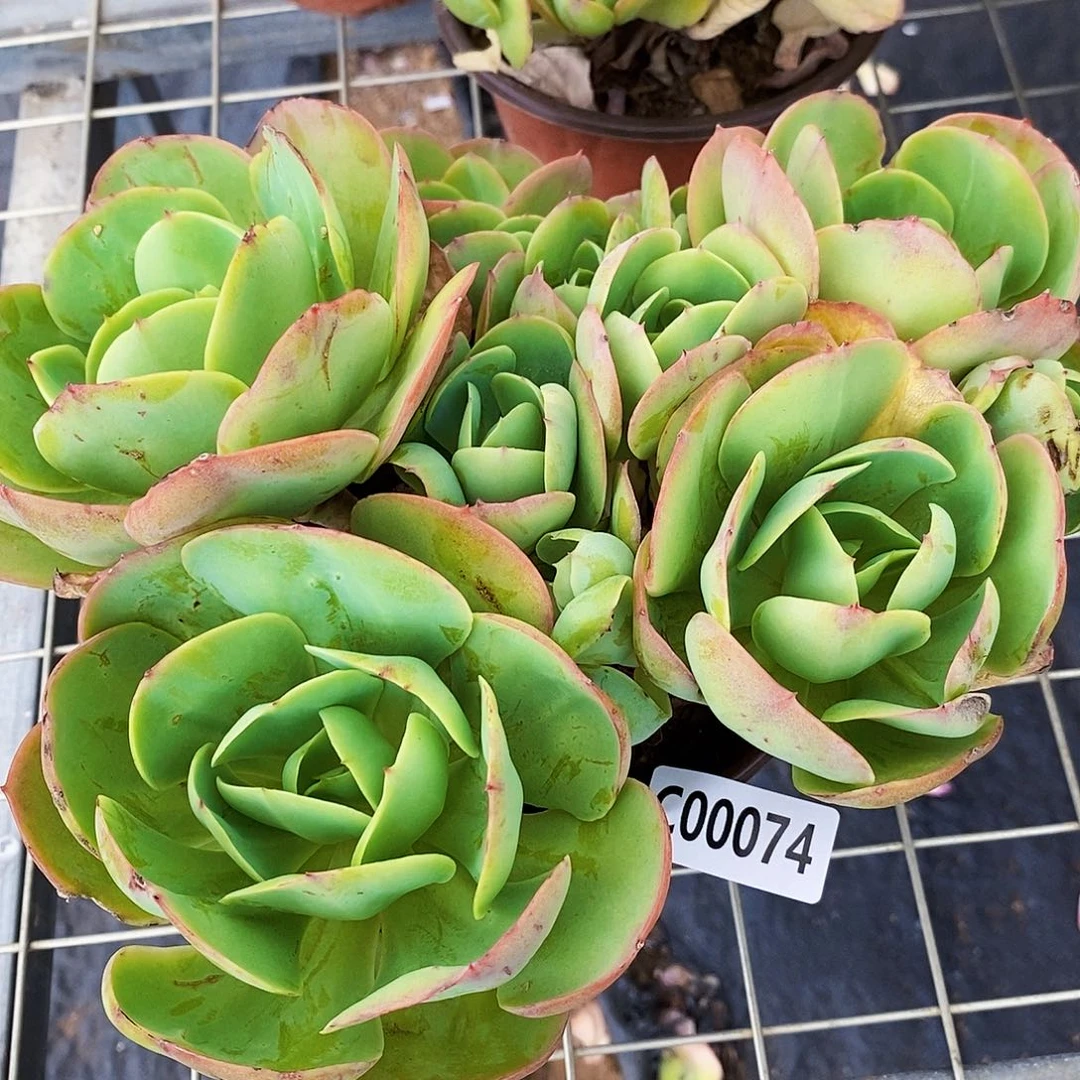 一物一拍鸡蛋碧桃多头群生0074