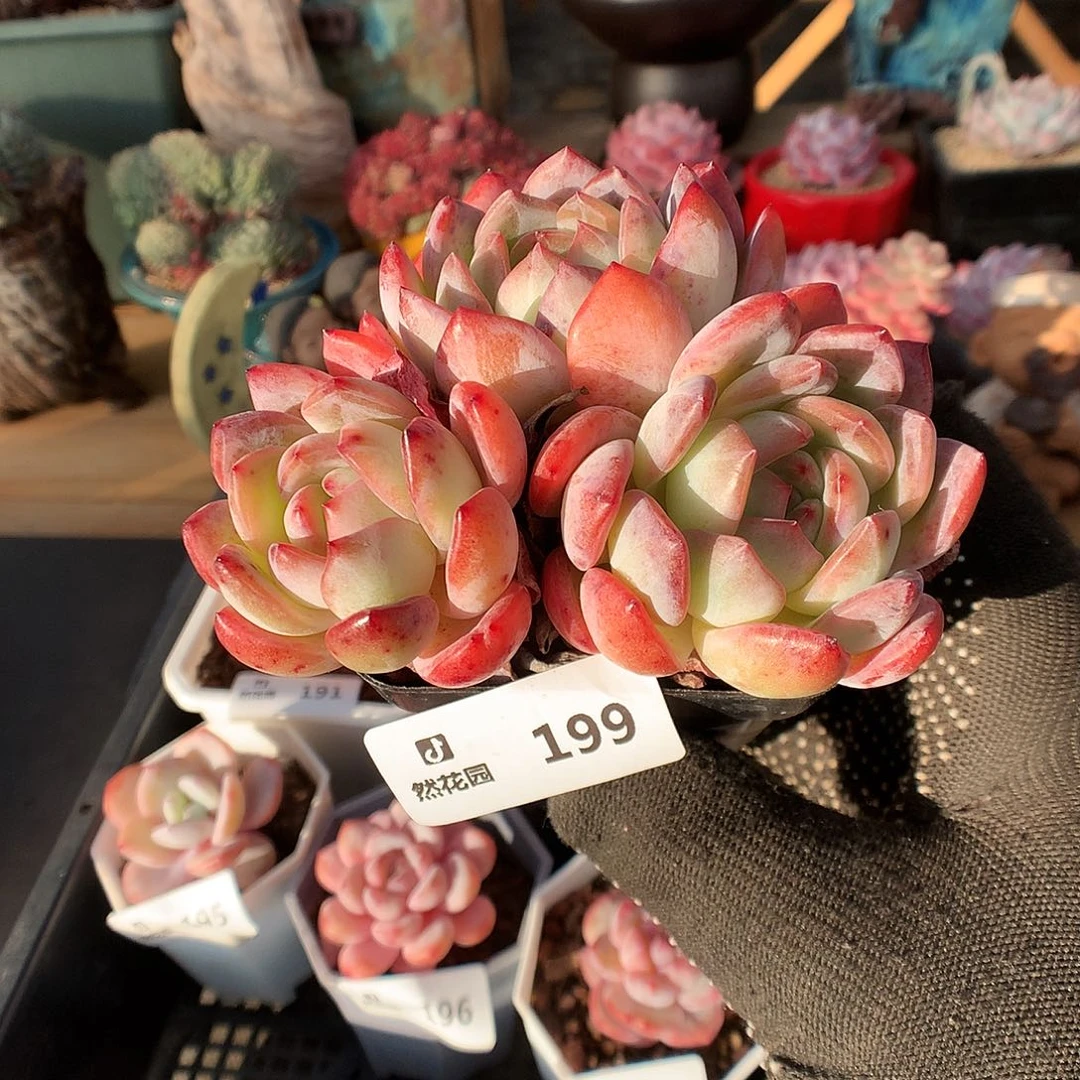 199全明星多肉植物6666
