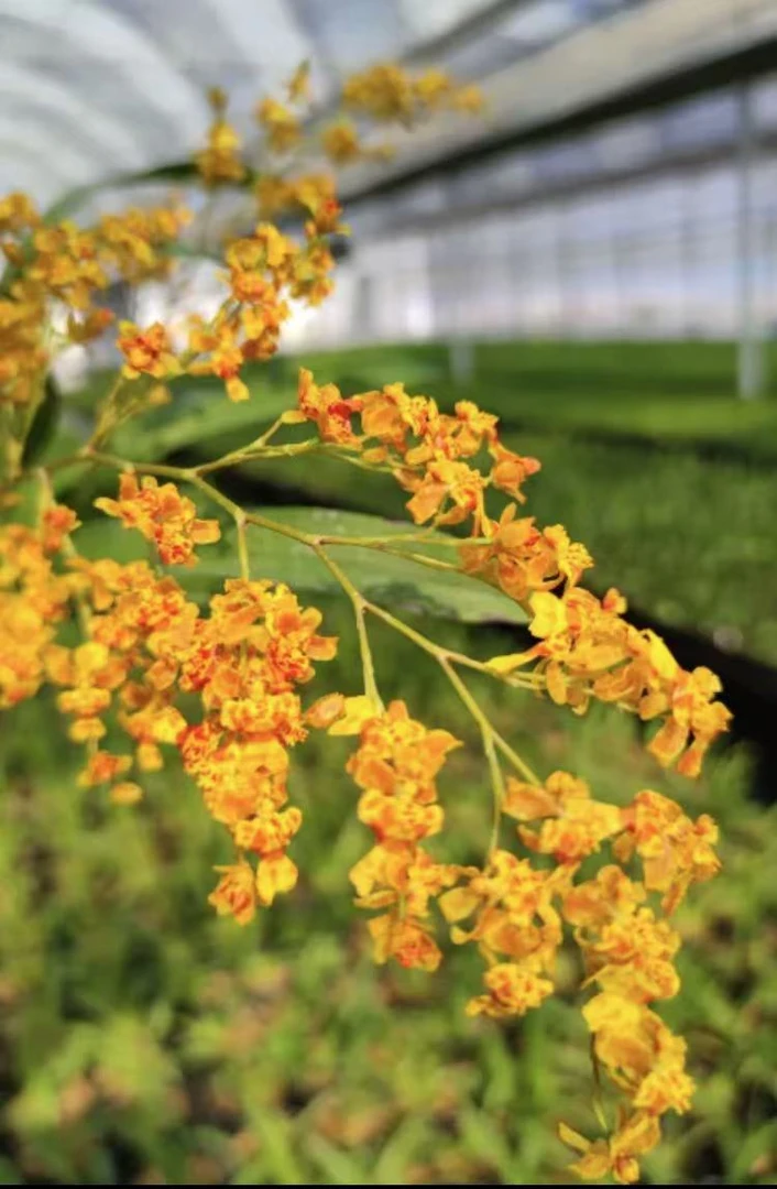 梦香兰（小金桔）10剑起 高端花卉绿植