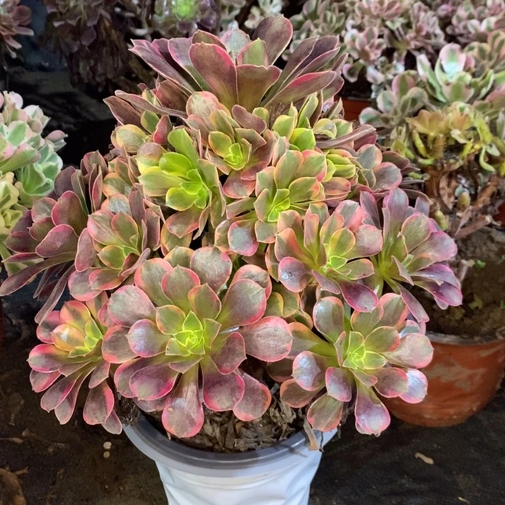 金丝雀多肉植物044
