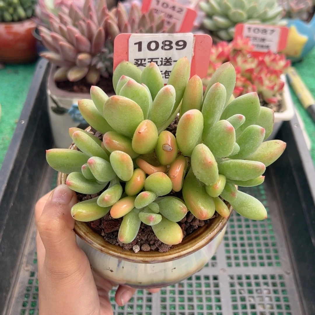 表妹精品多肉植物1089.
