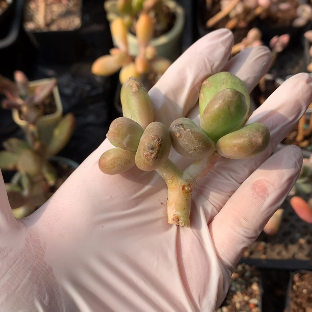 乌里维亚，奶酪多肉。砍头