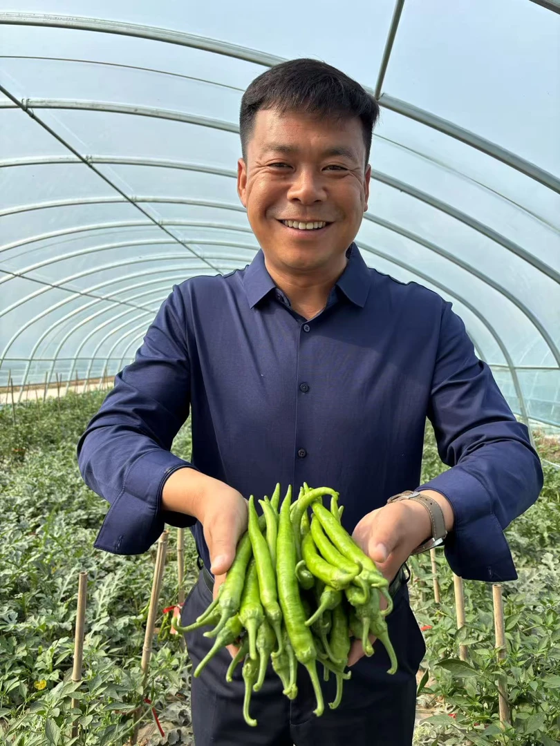 新鲜杭椒新鲜青辣椒现摘现发农家自种青青辣椒露天现摘辣椒