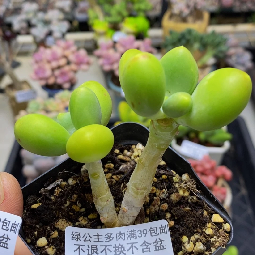 256 -6 厘米芒果奶多肉