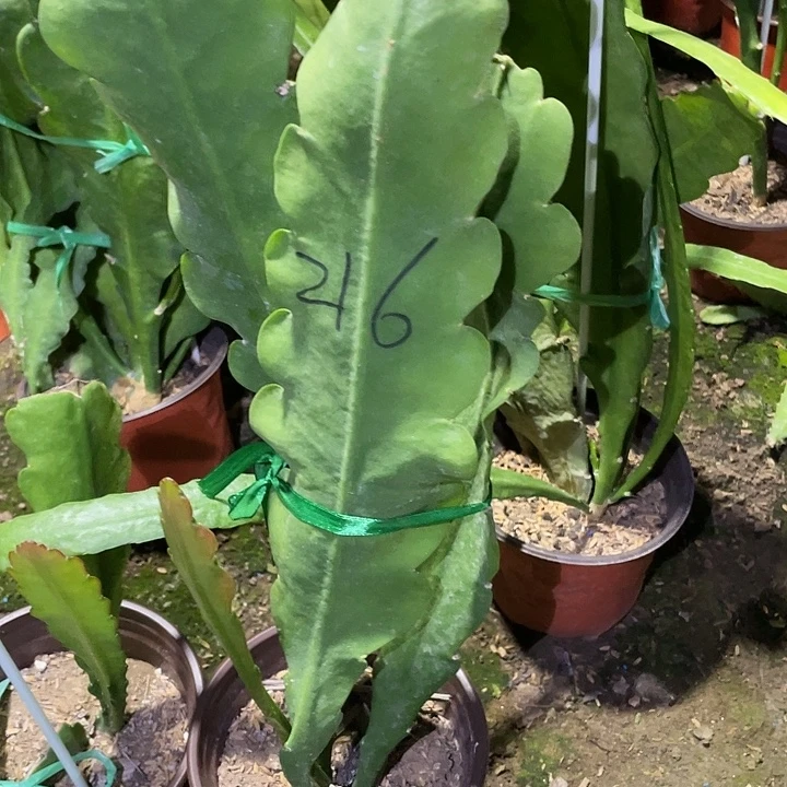 令箭荷花盆栽苗子216号