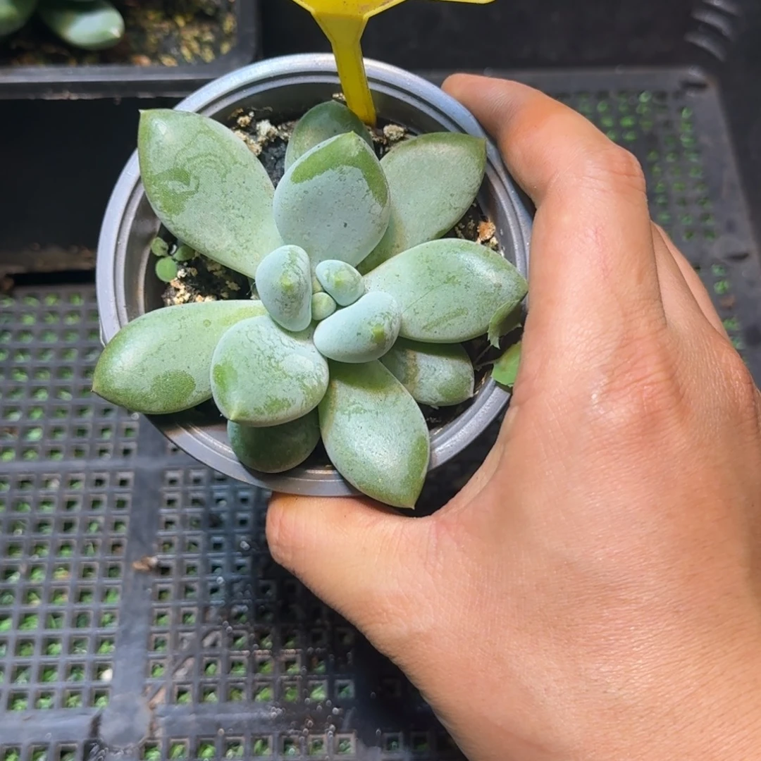 多肉植物胖体哥特865
