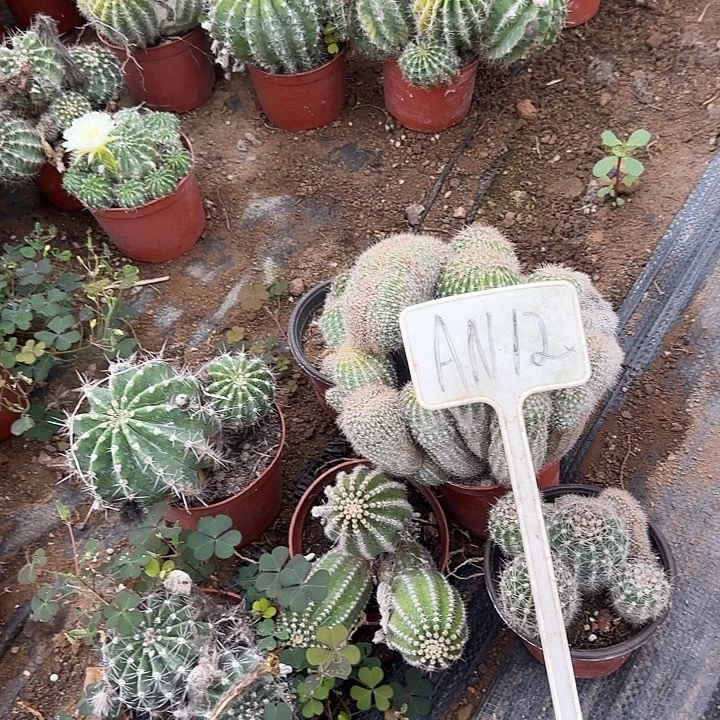 月***级An12彩草椎化110的