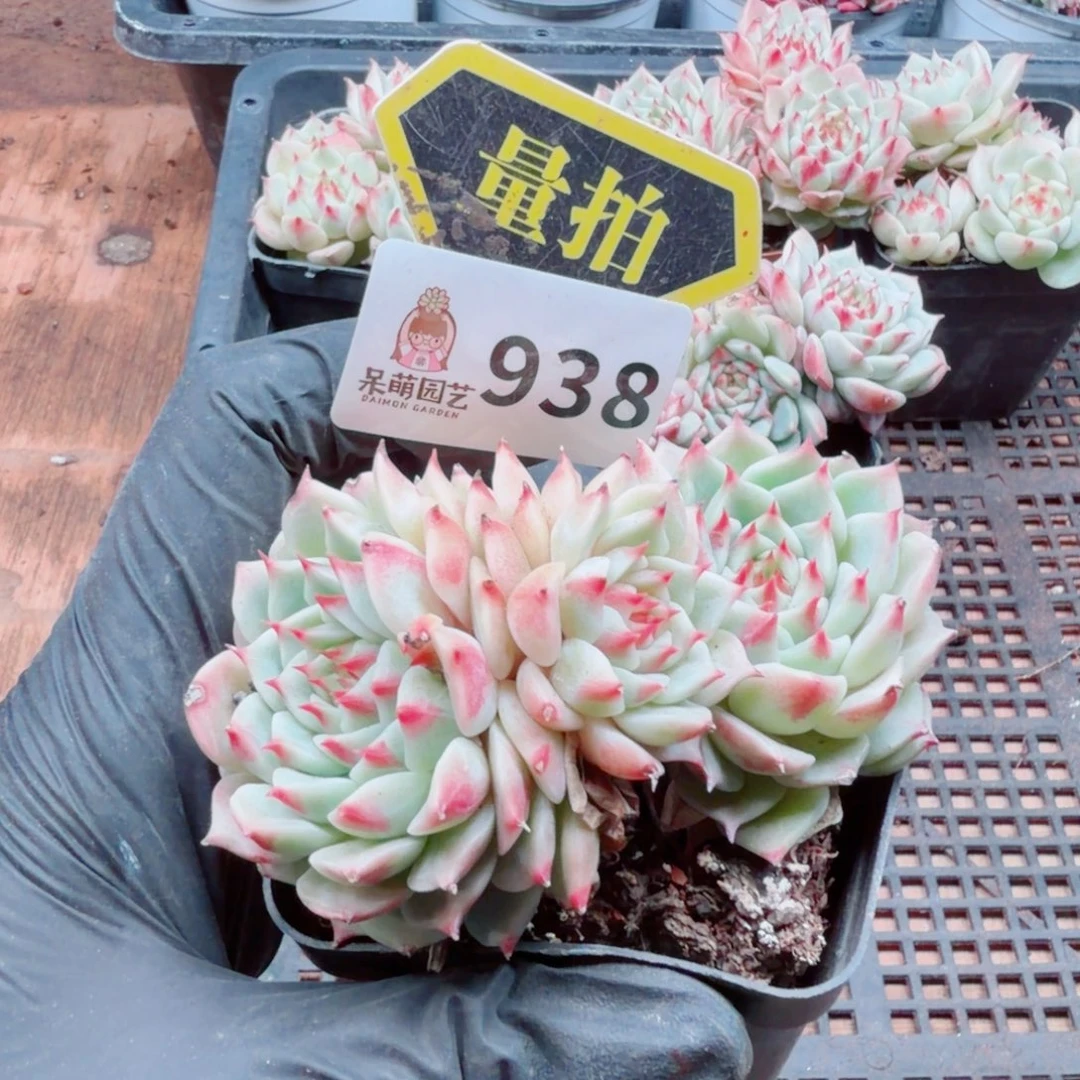 多肉植物多肉植物