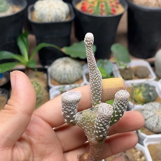 无花朵白鸡冠团扇稀有团扇
