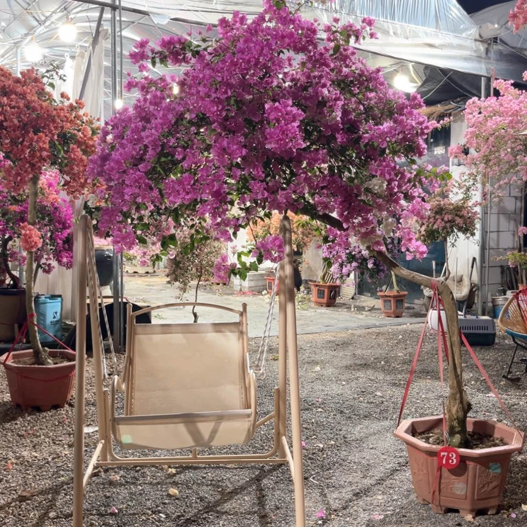 时***空完全开放漳红樱三角梅花花