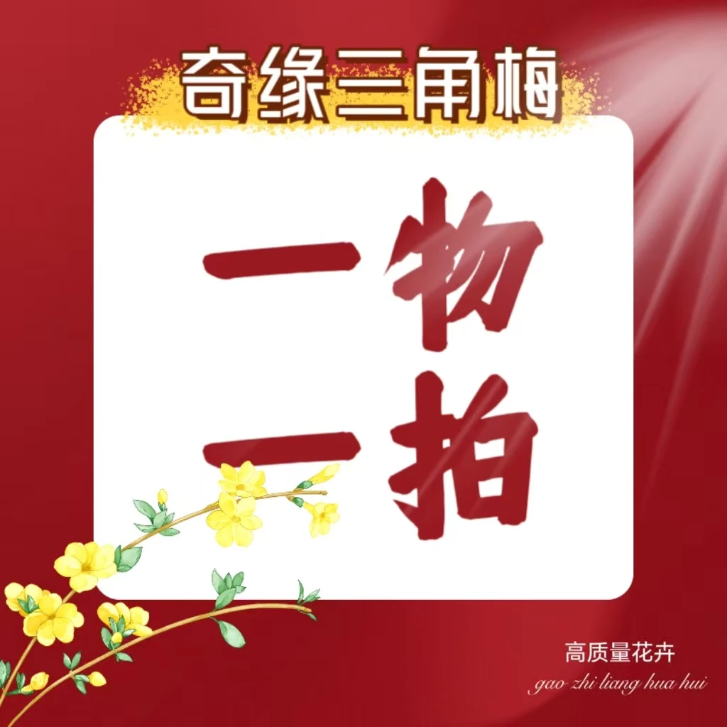 三角梅一物一拍 花盆上的竹子跟绳子不能剪一个月内换盆不售后