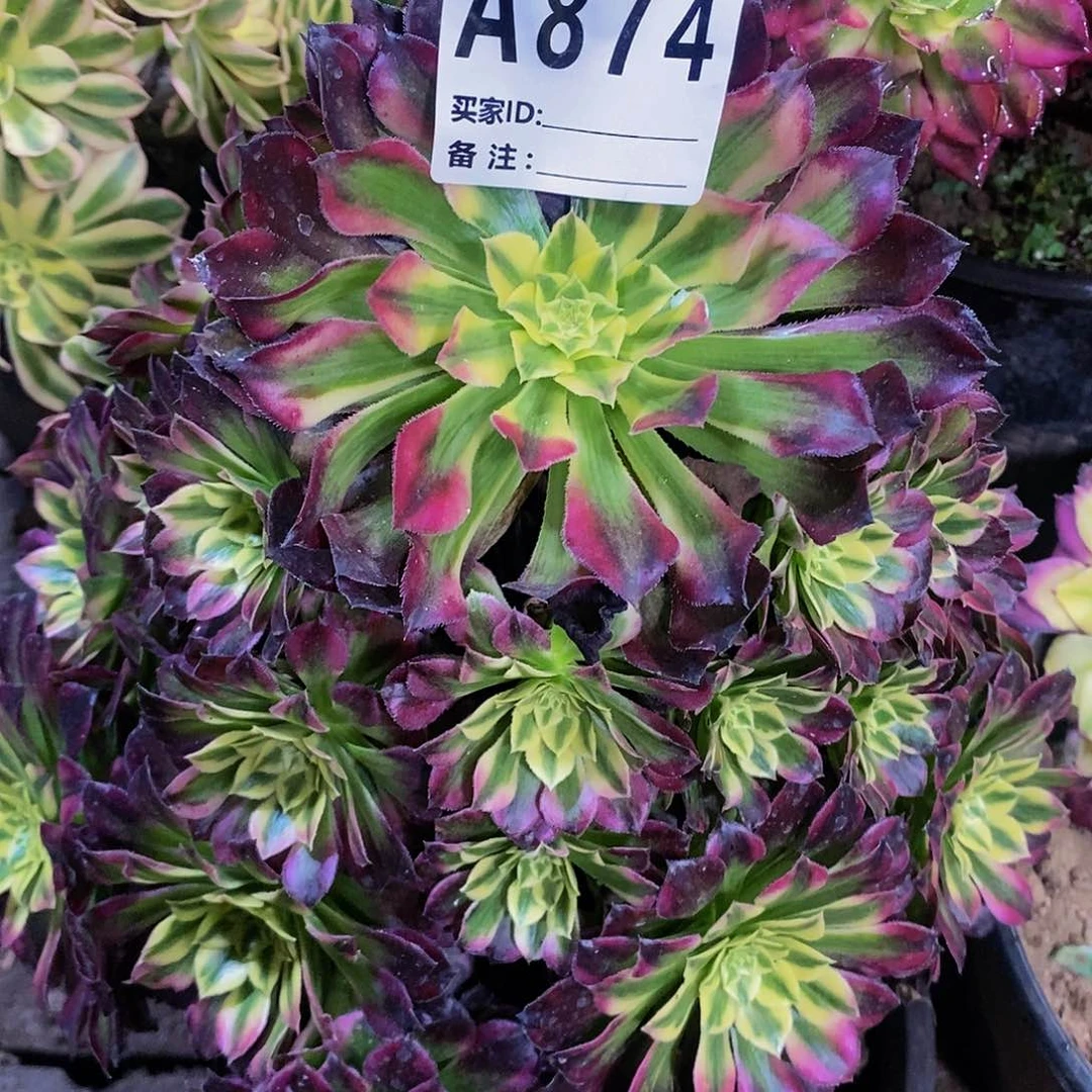 多肉植物法师锦系列