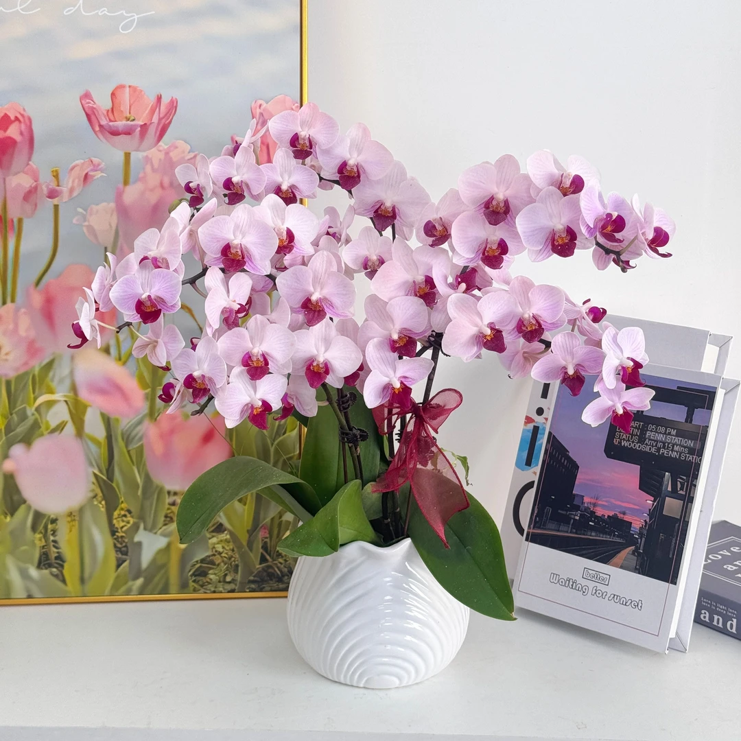 【貂蝉】绿色蝴蝶兰 开花株 室内绿植 好养活