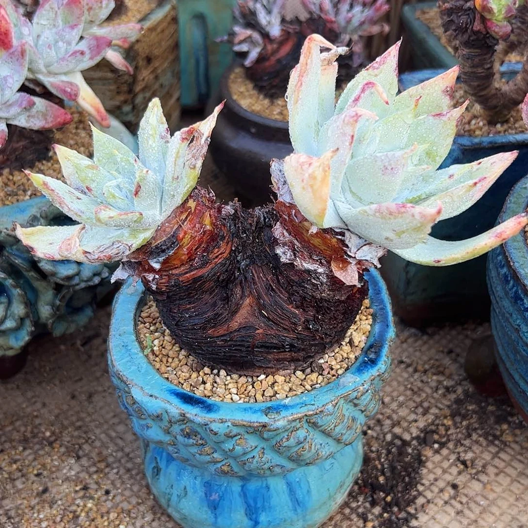 4947雪山仙女杯多肉