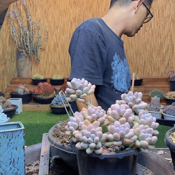小***李633号汤圆多肉植物