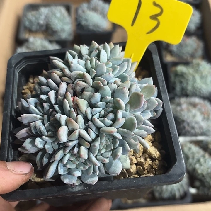 ****的星颖缀化多头群山13