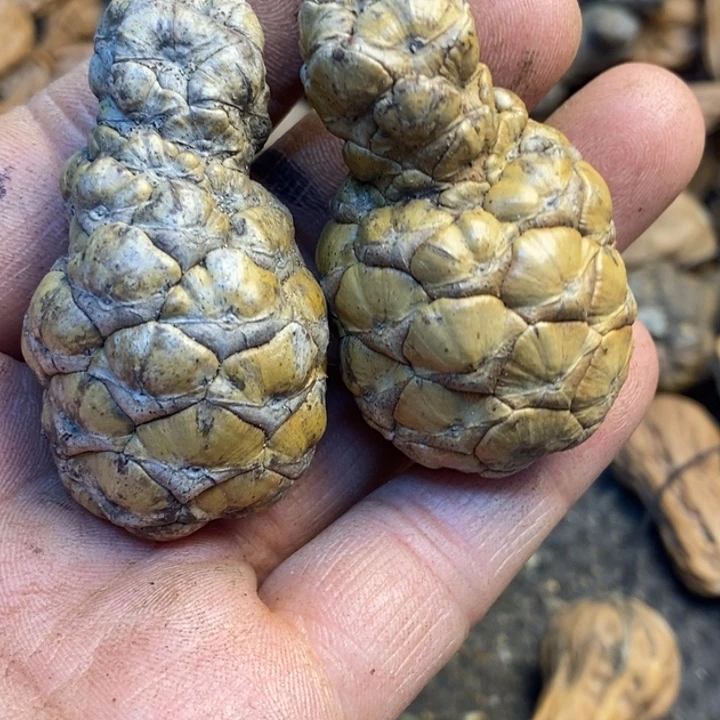 哈***️桃核吊坠娜姐真的92