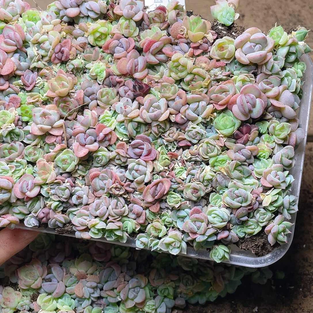 多肉植物多肉植物69