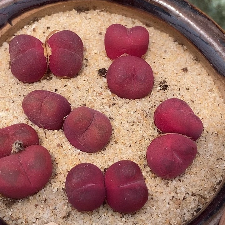 9614吕氏双头吕空sp一颗