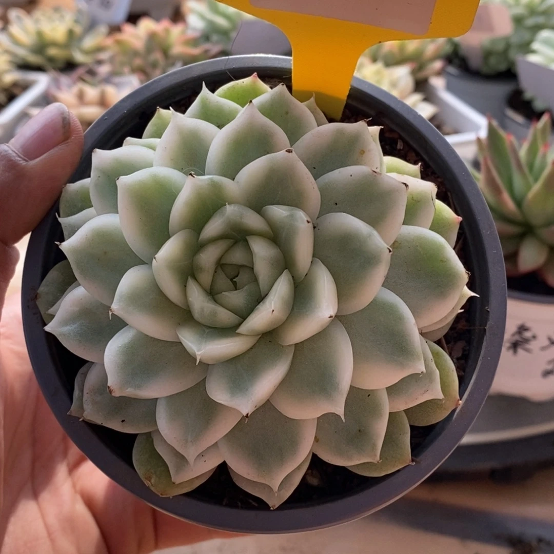 0025麦秆哈哈哈哈哈哈