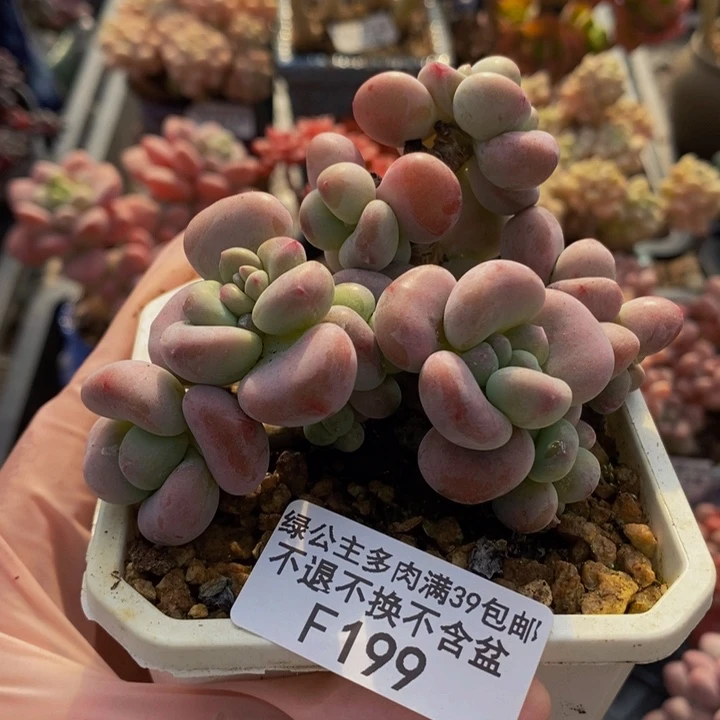 腰子红洛神8cm199多肉植物