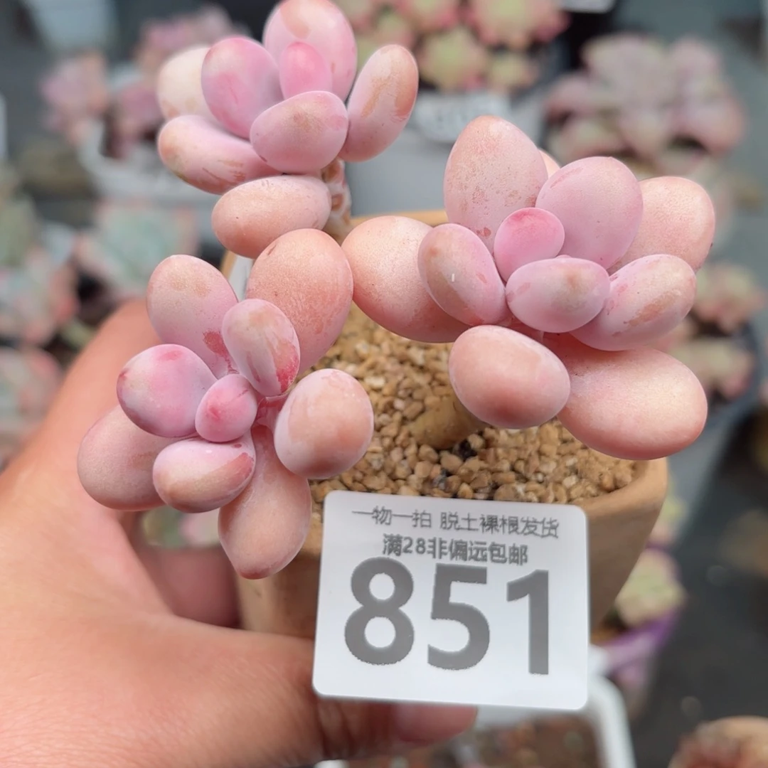 糖果桃蛋3头无盆土发货