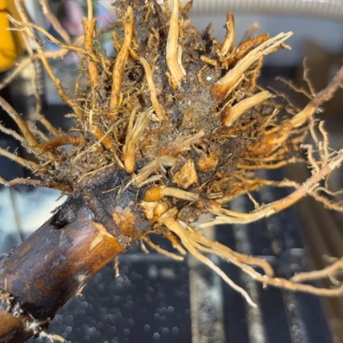 此***就实心竹竹竹竹竹竹竹竹竹竹