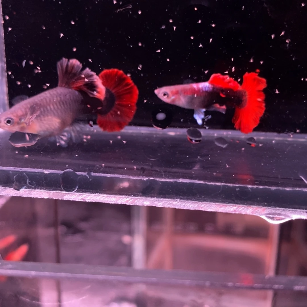 孔雀鱼菊花帆一对