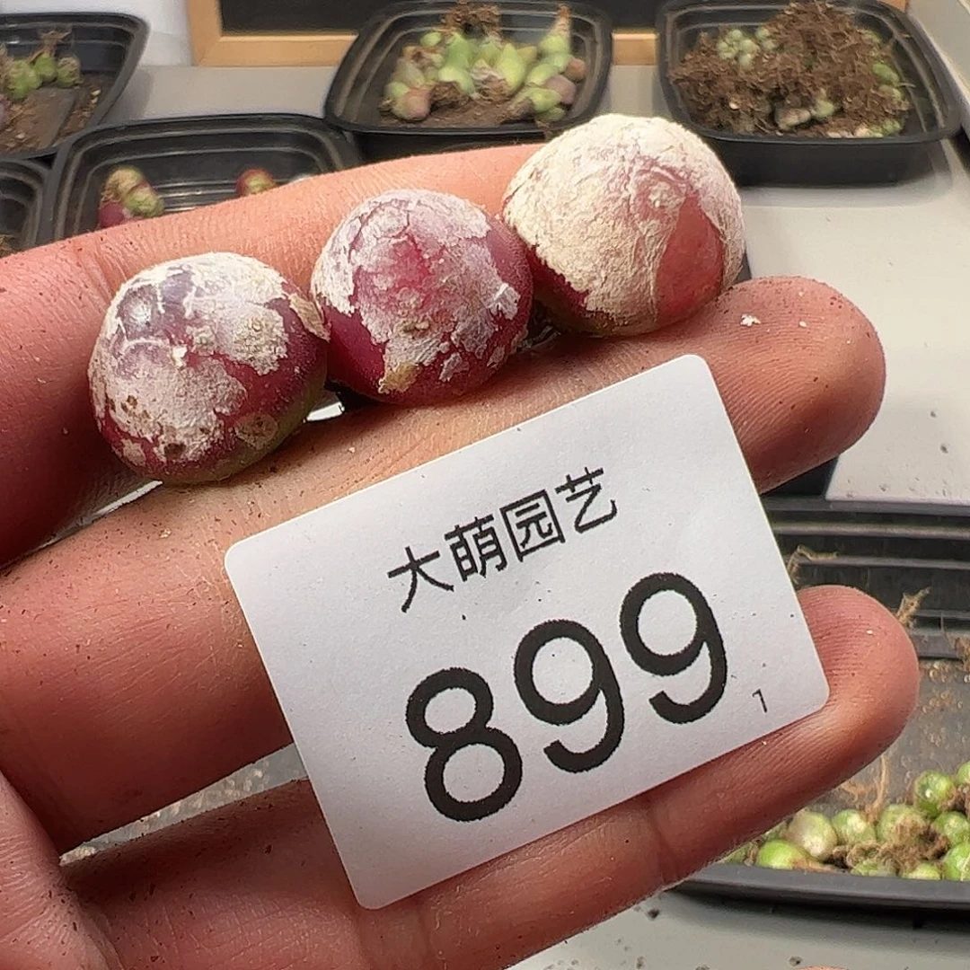 0000899 一物一拍……