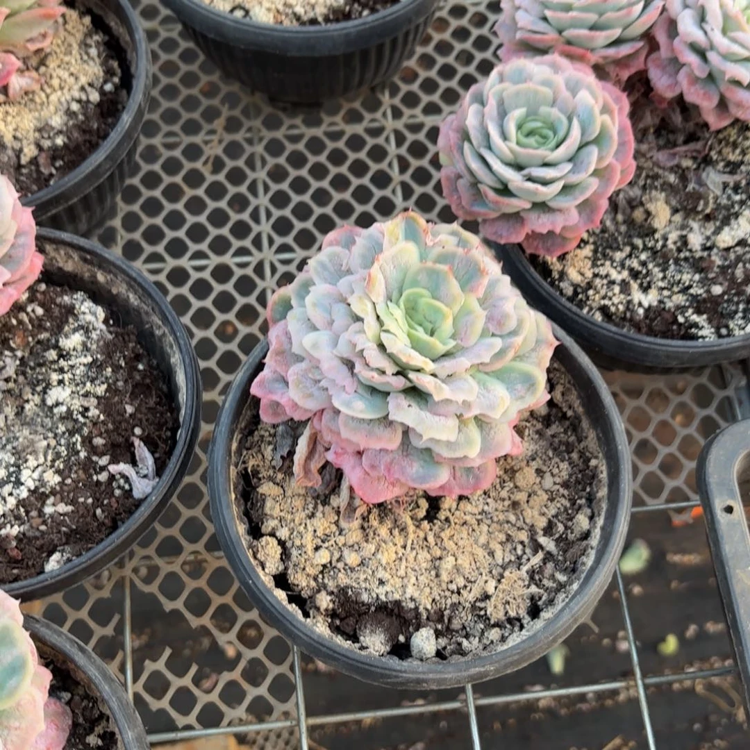 *****哈哈哈宝贝宝贝宝贝宝贝宝贝