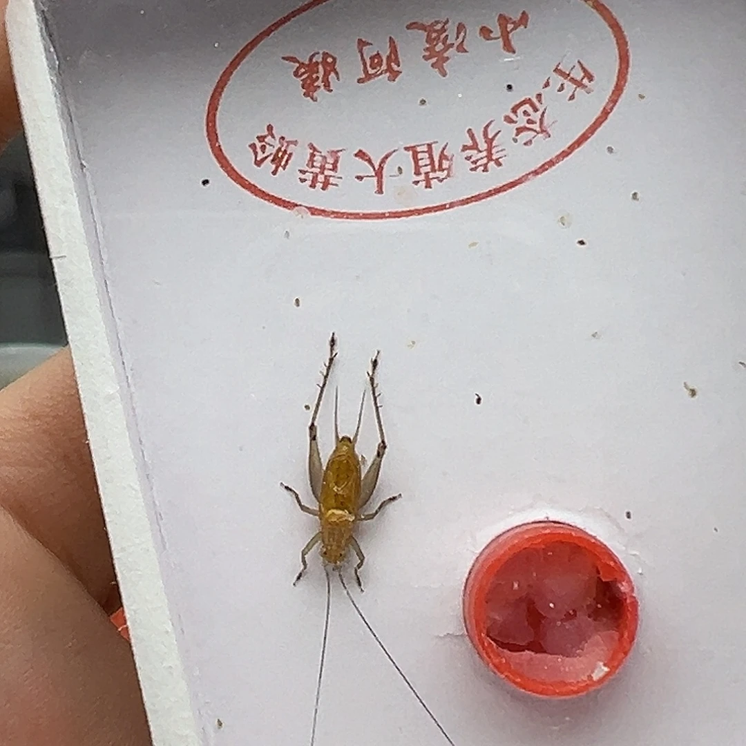 哈哈哈哈哈哈哈哈哈哈黄蛉