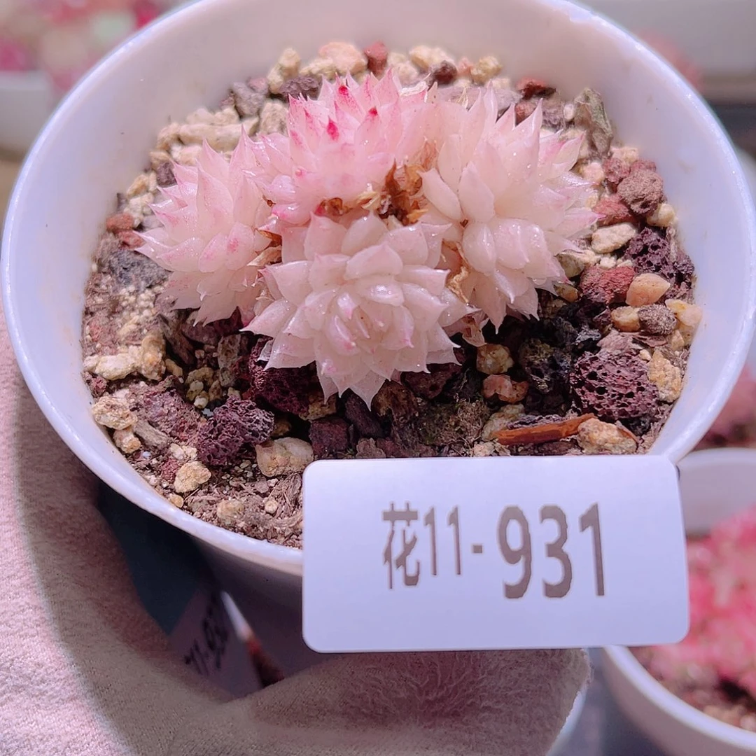 花利美11-931麦秆