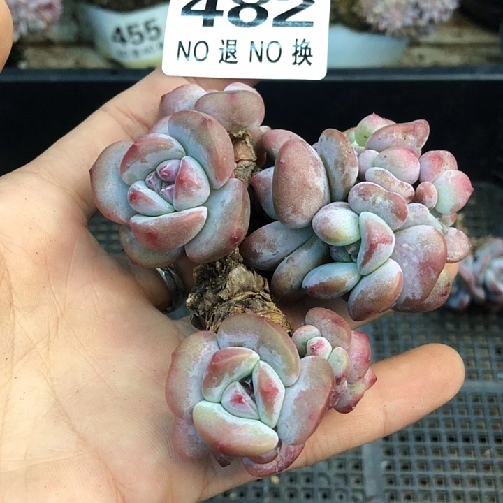 星影石榴籽福利出咯 482 开播福利