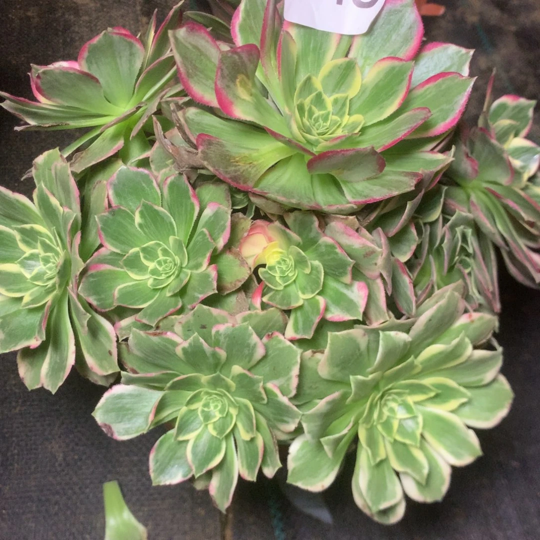 048水蜜桃多多肉植物