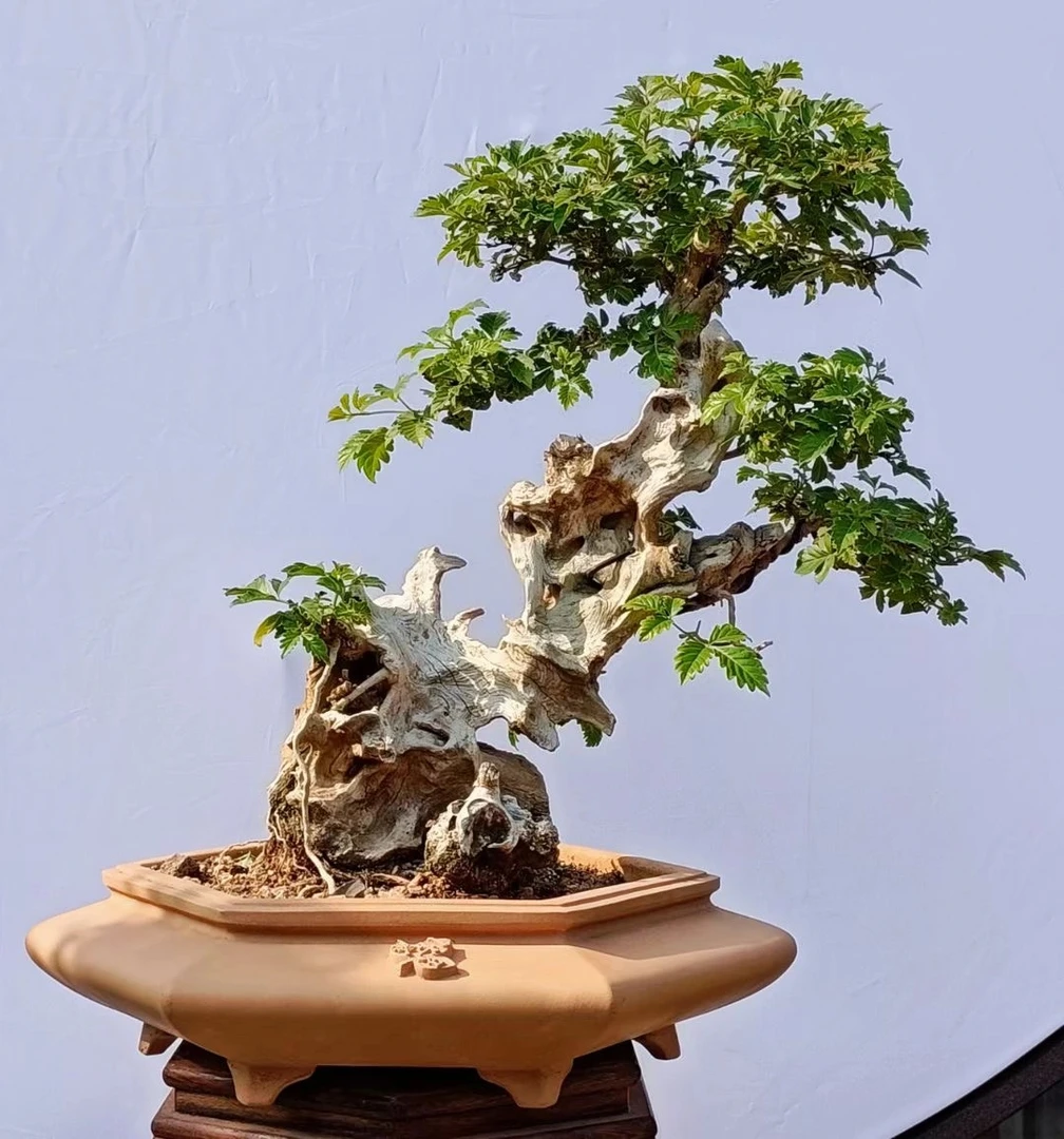 太行山小叶崖荆绿植盆景素材