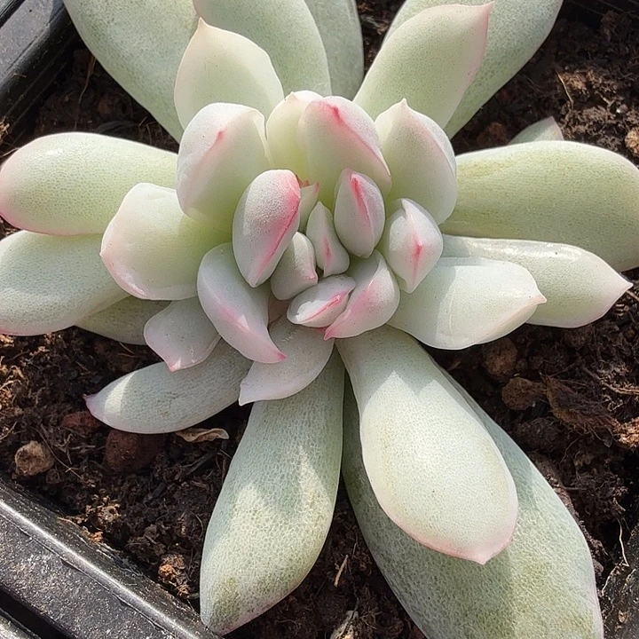 雨燕座锦多肉锦植物