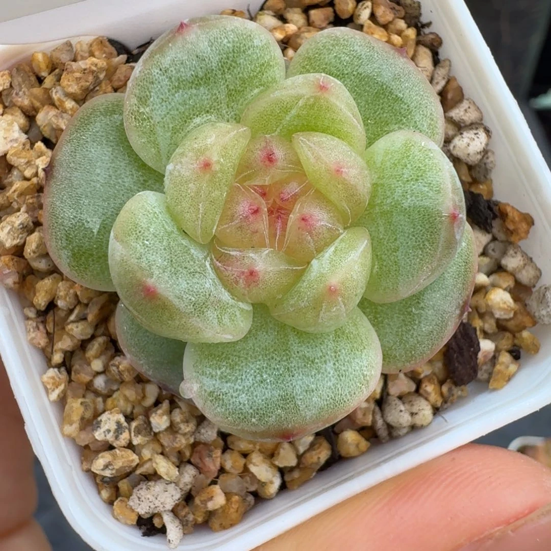 0601-9-3011单头一颗