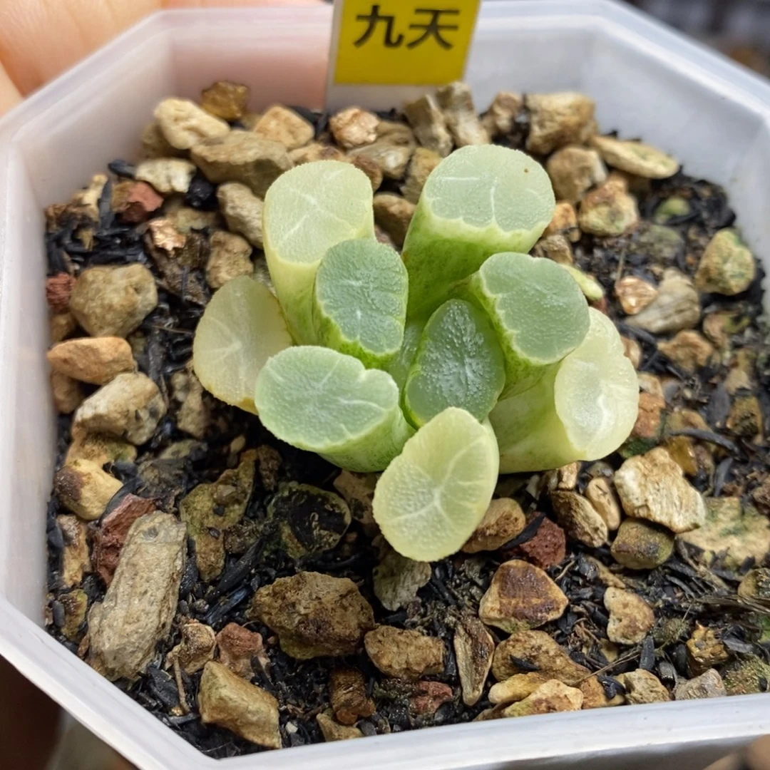 533号实生万象锦带盆发货