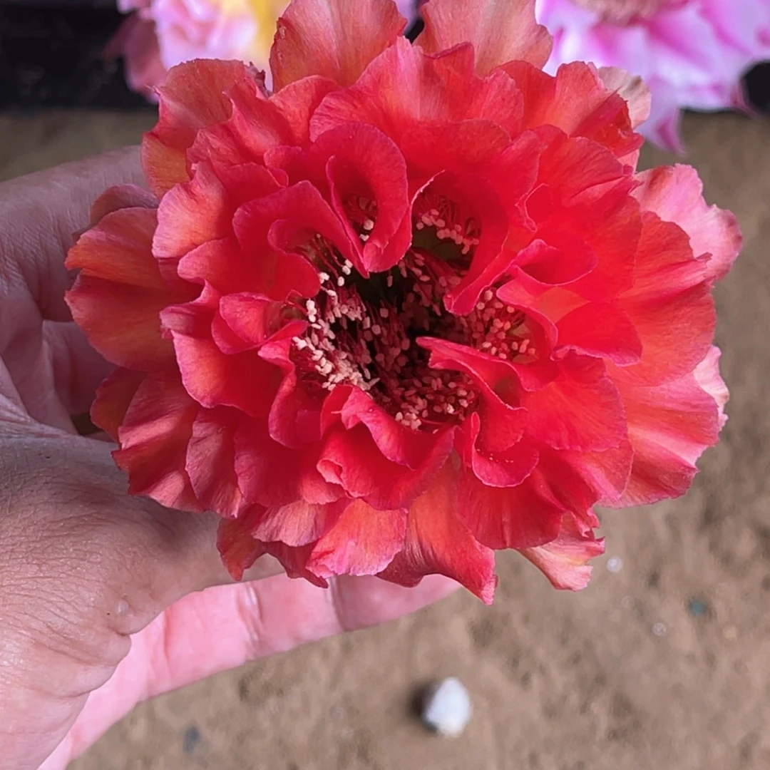 彩C C278侧芽 歪 满20包邮4公分