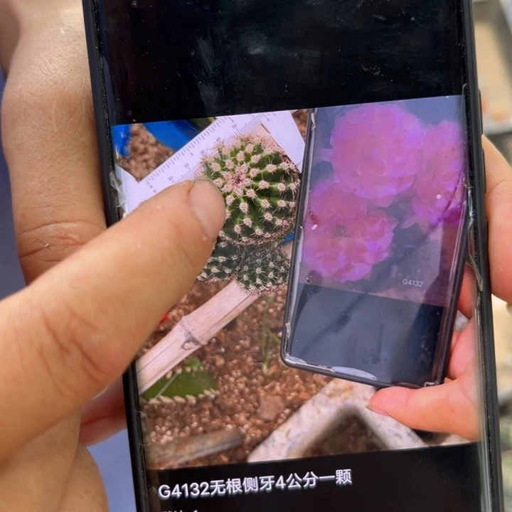 G4132无根侧牙一颗
