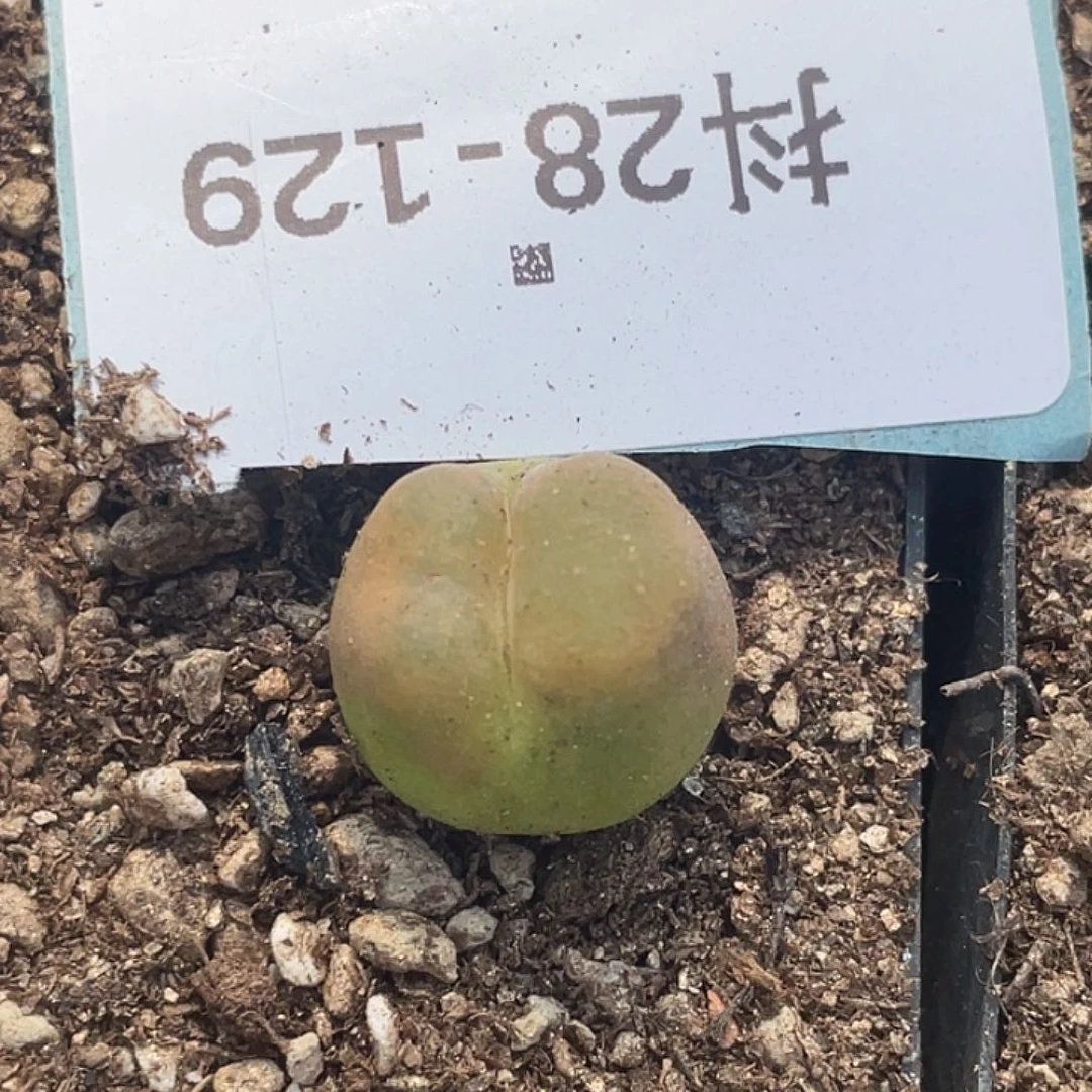 28-129变异毛毛多肉植物