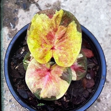 109-0528小黄人泰国发货