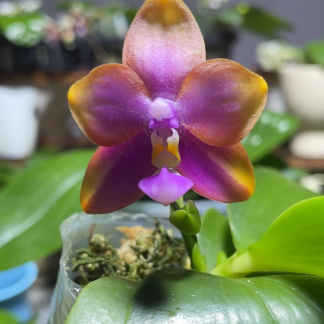 完全开放124叶瑕花期不保