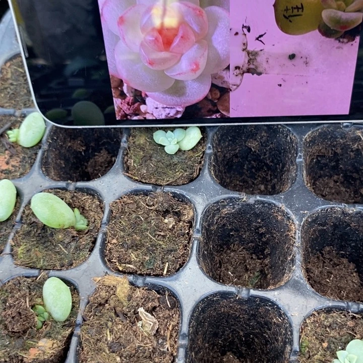 佳10芽苗一个多肉