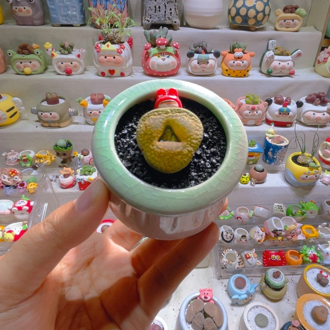 014黄日轮带盆土一套15