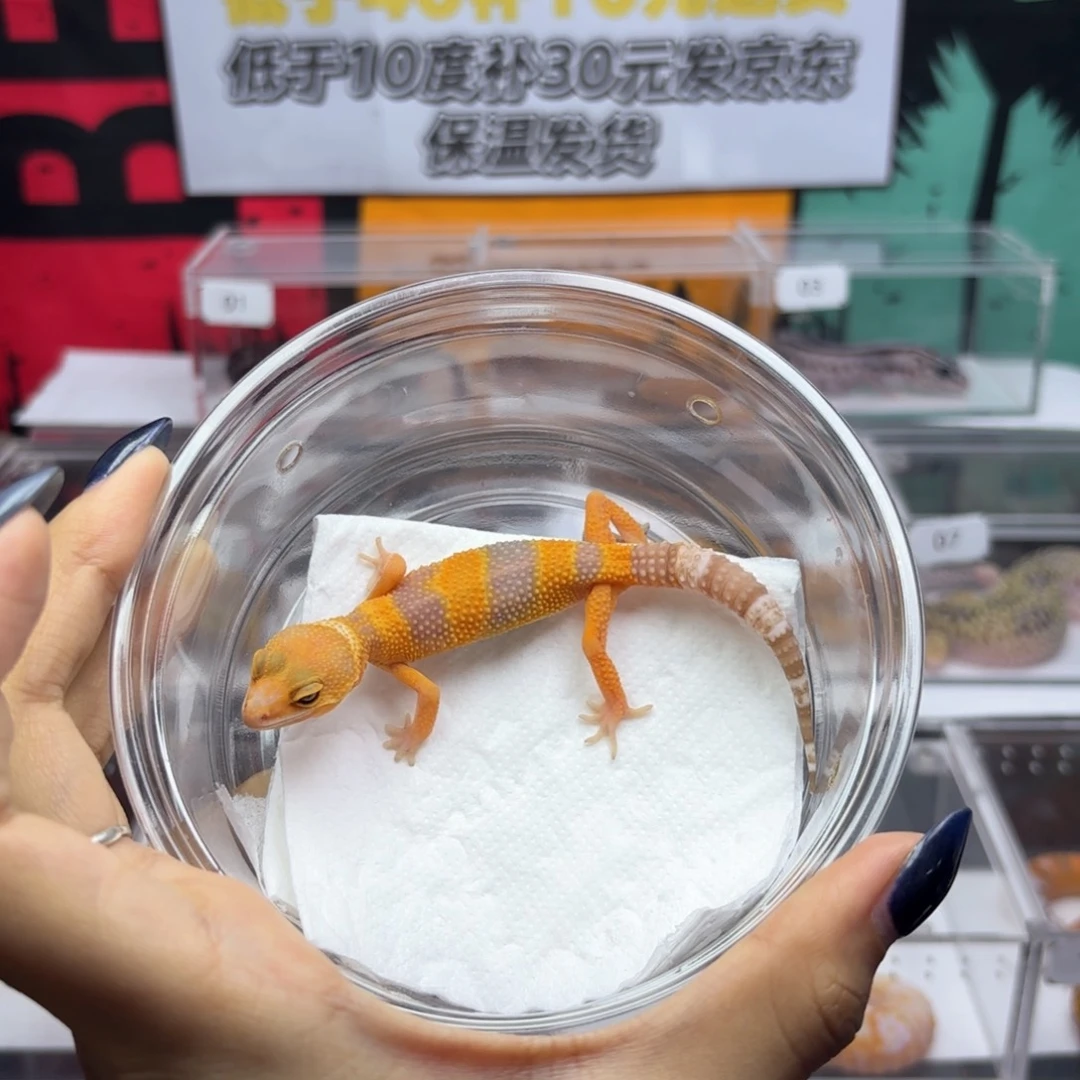 豹纹守宫阳光母温Y31