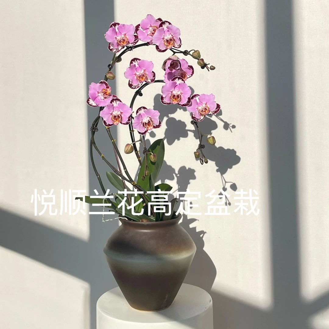 蝴蝶兰 黑钢琴 叶片自然开裂 花期长（直播专属）