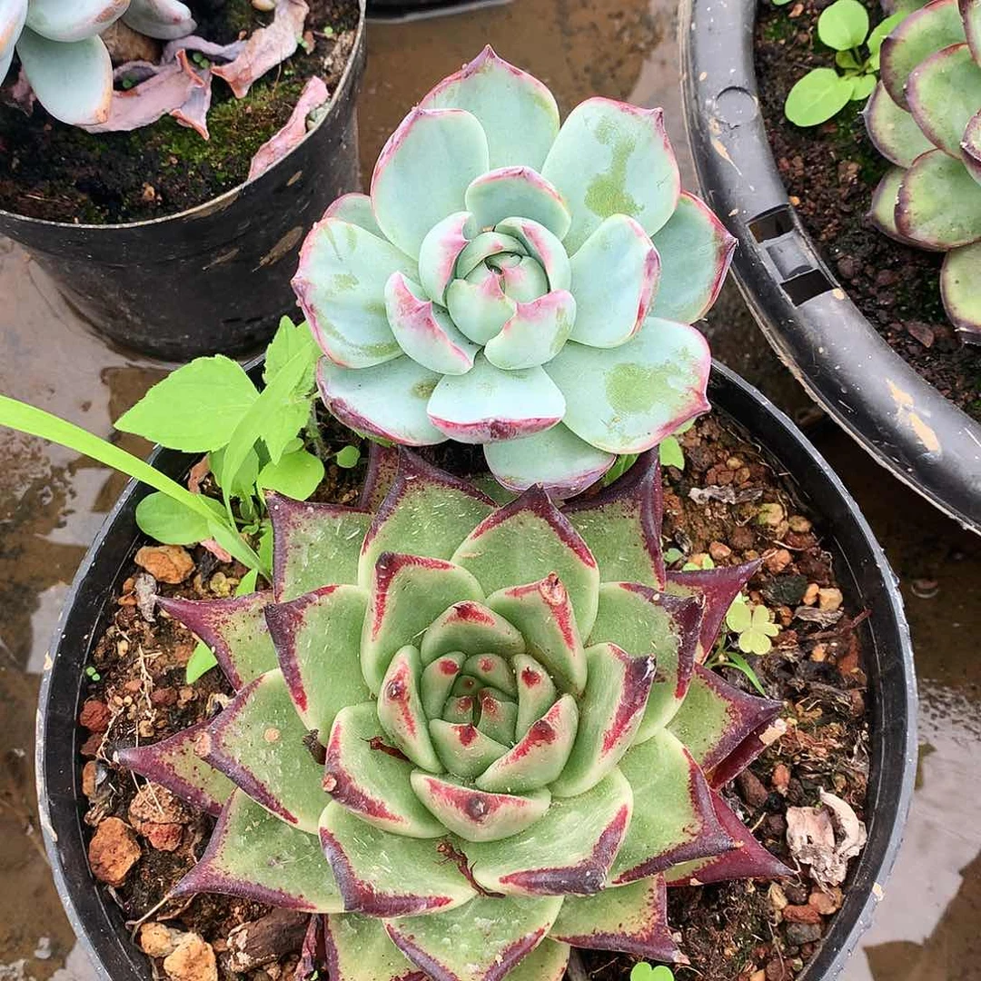 两颗多肉4-83.4-84