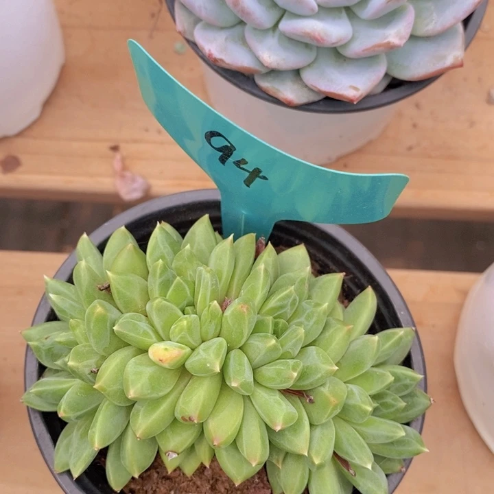 多肉植物，一物一拍